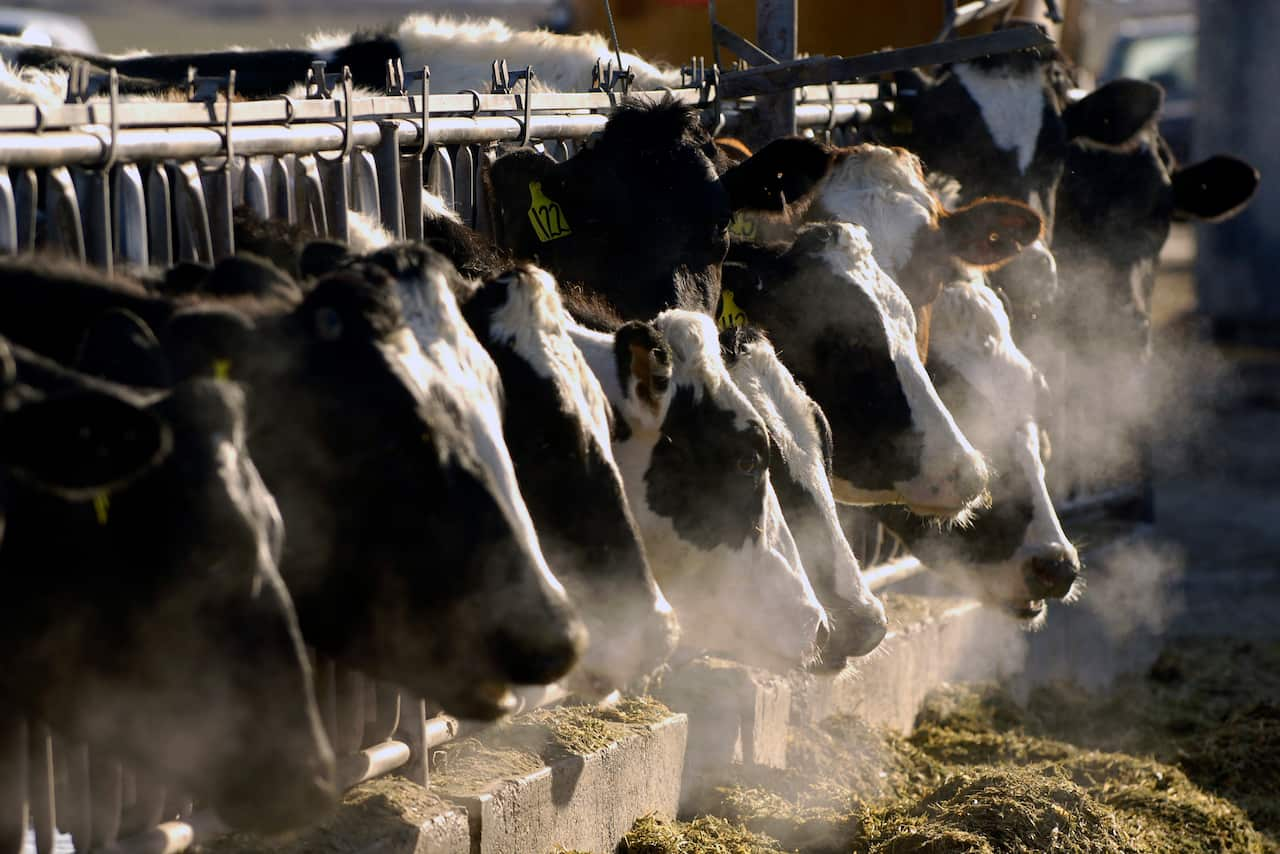 A line of cows being fed.