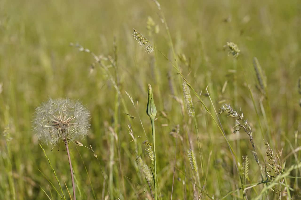 A grassy field.