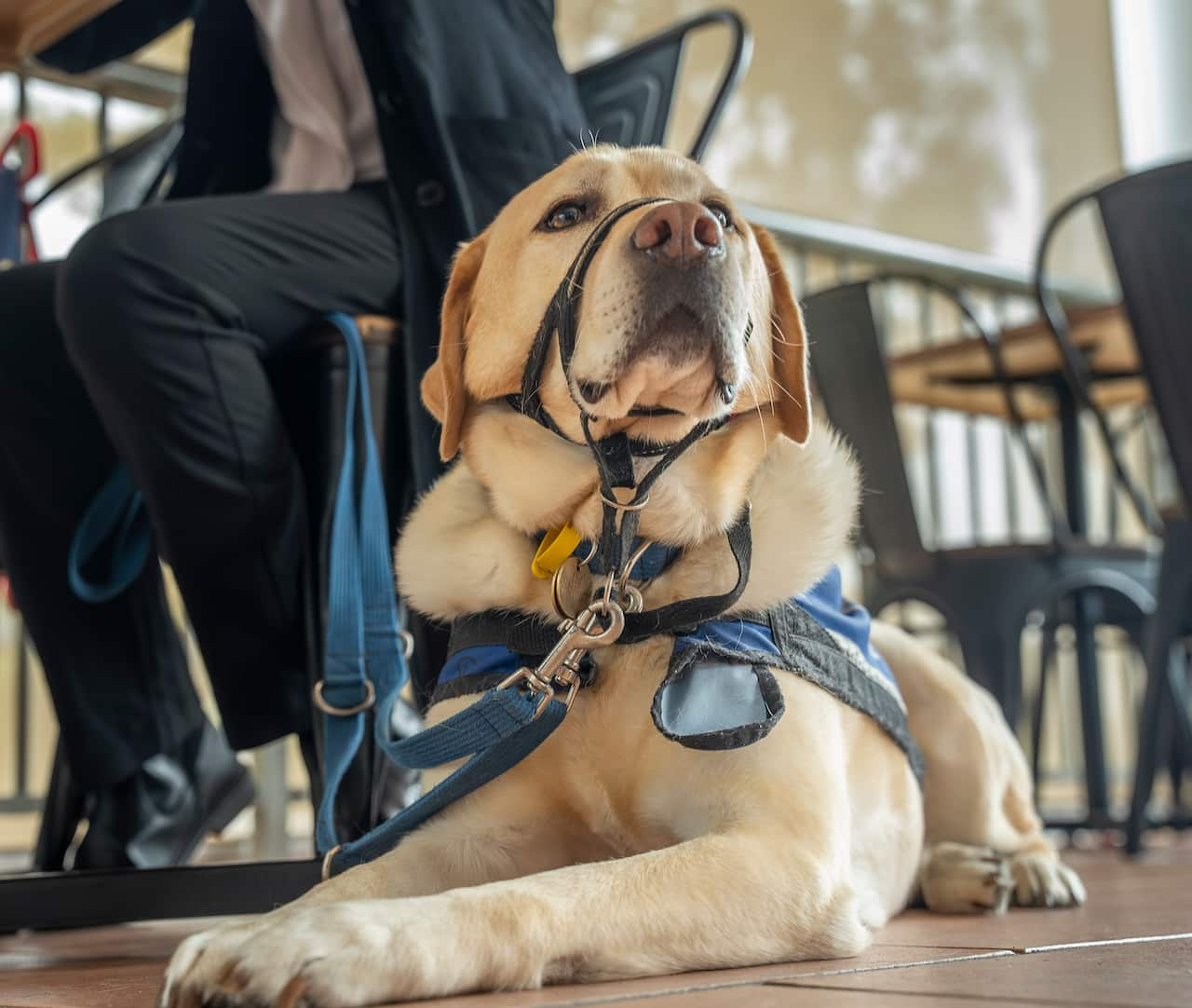 A dog wearing a jacket and leash is inside a cafe, with a woman sitting at a table in the background.