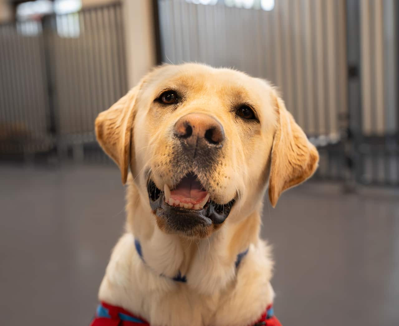 A close-up of a golden retriever looking at the camera.