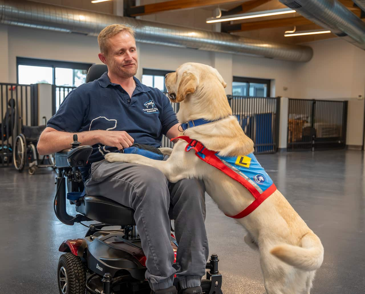 A man in a wheelchair has a golden retriever jumping into his lap.