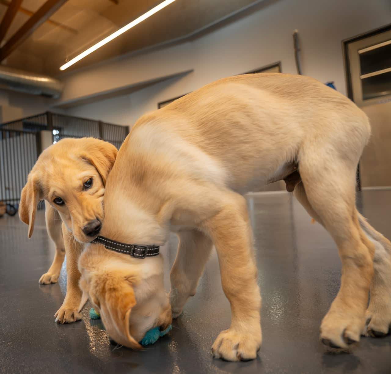 Two golden retriever puppies playing with a soft toy indoors.