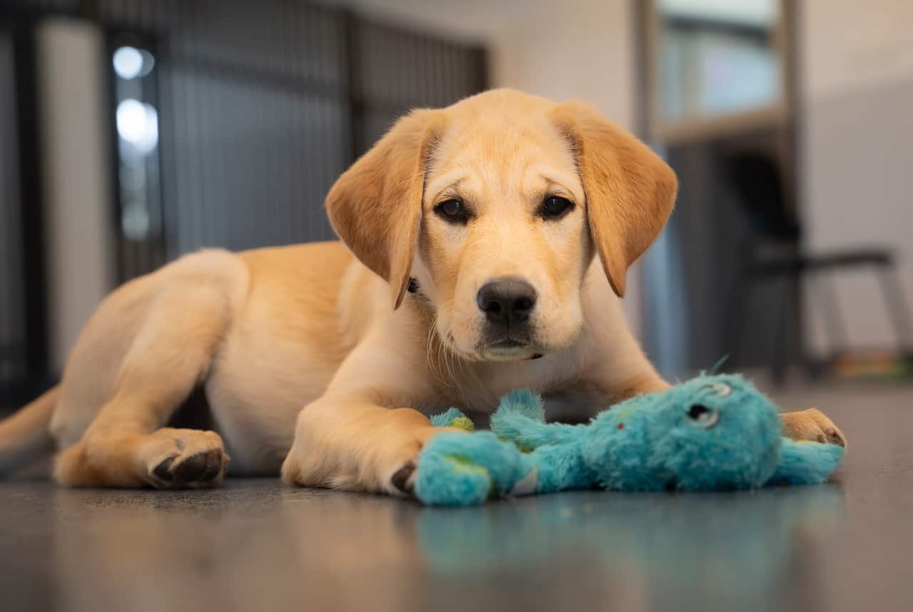 A golden retriever puppy gazes at the camera while holding a soft blue toy on the ground.