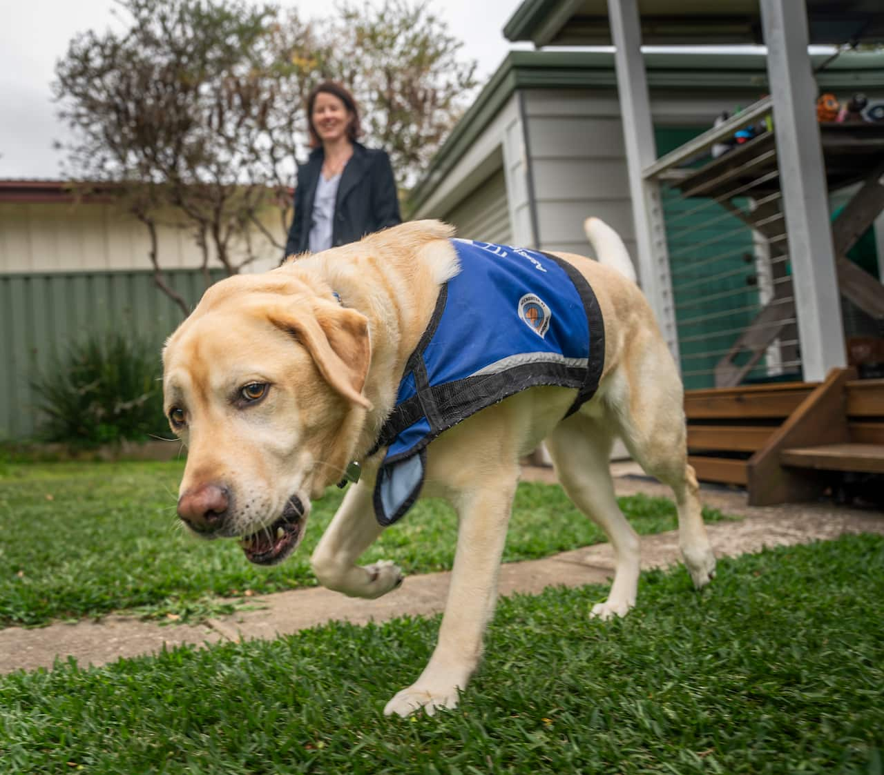 A labrador wearing a blue jacket is walking next to a woman in a yard.