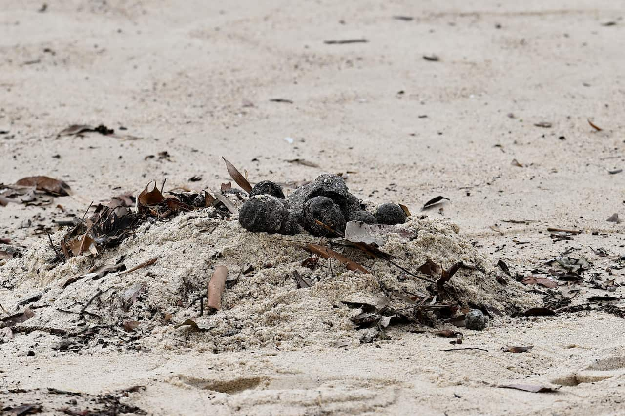 A group of black 'tar balls' washed on the sand of a beach.