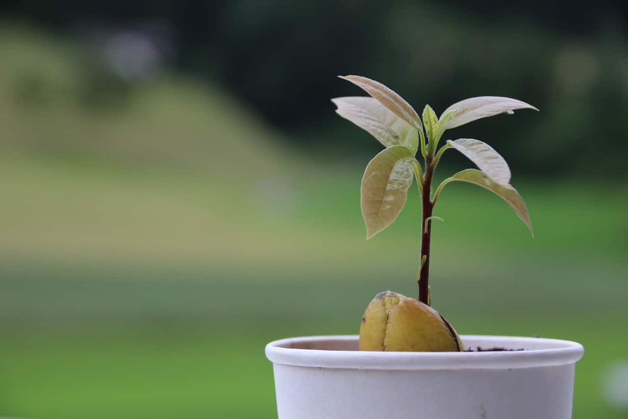 Avocado tree