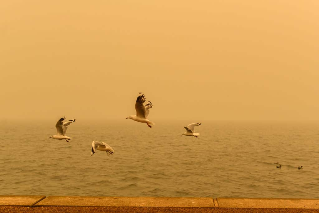 Gulls fly over a waterbody, escaping the haze from a bushfire.