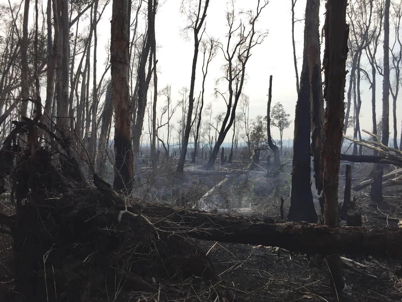 A burnt forest.