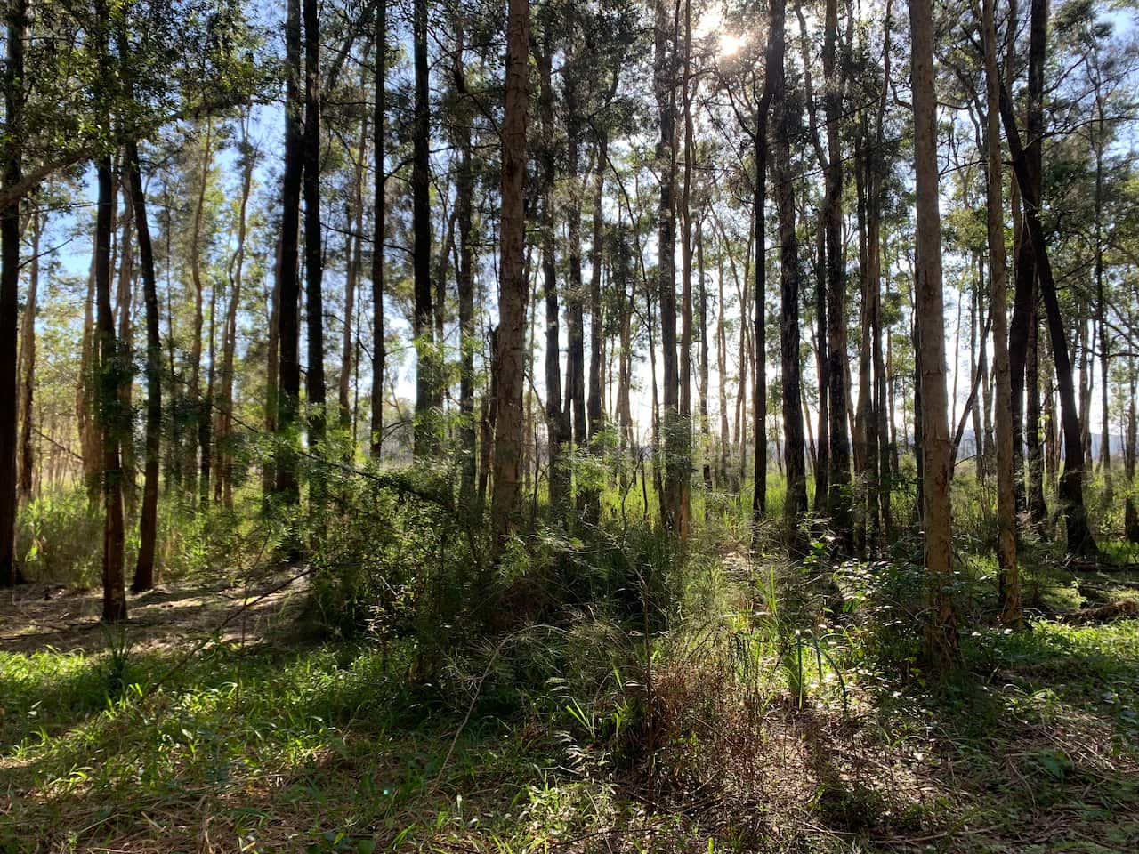 A green forest area.