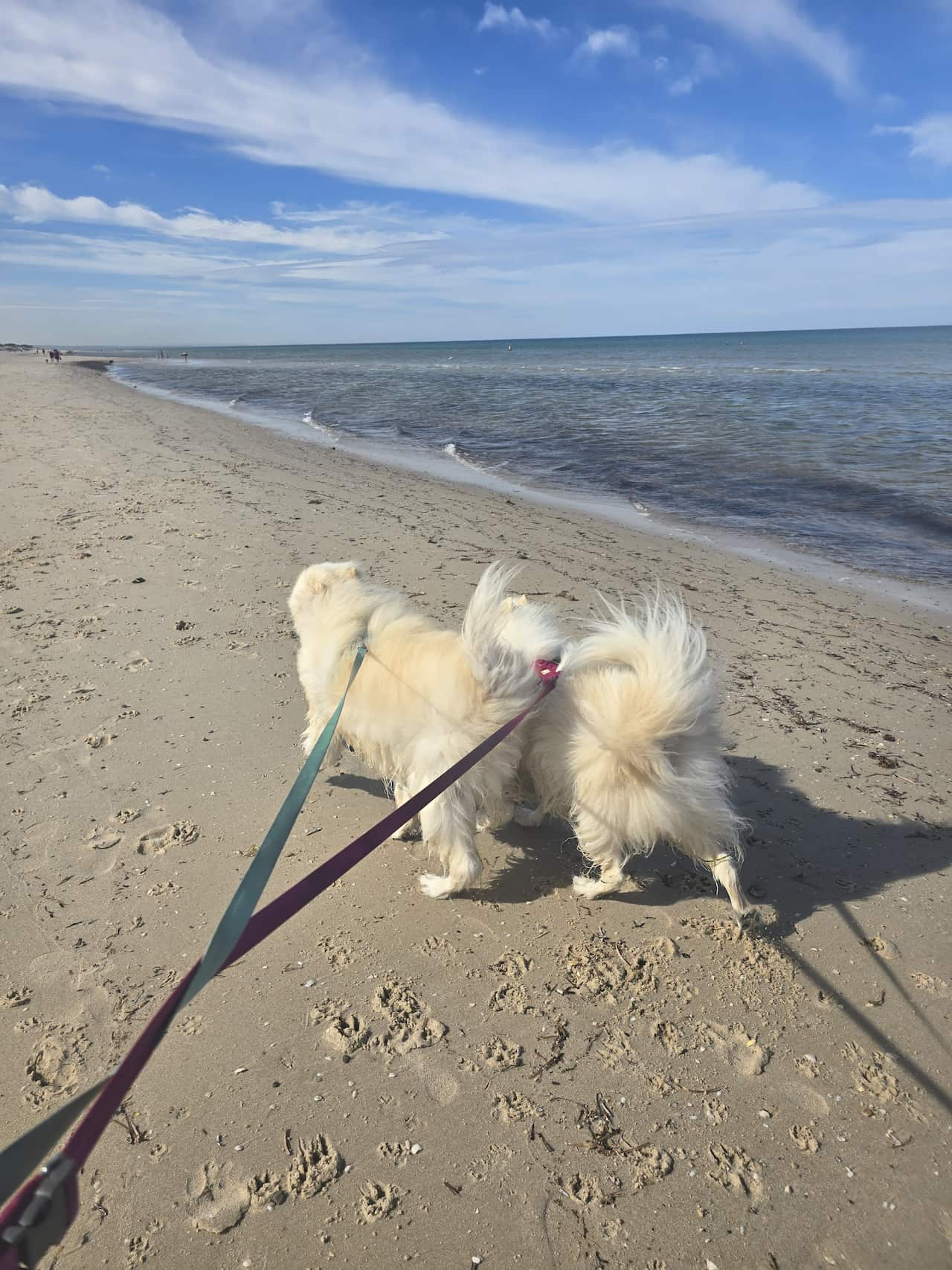 Two fluffy, white dogs on leashes walk by the ocean on a beach