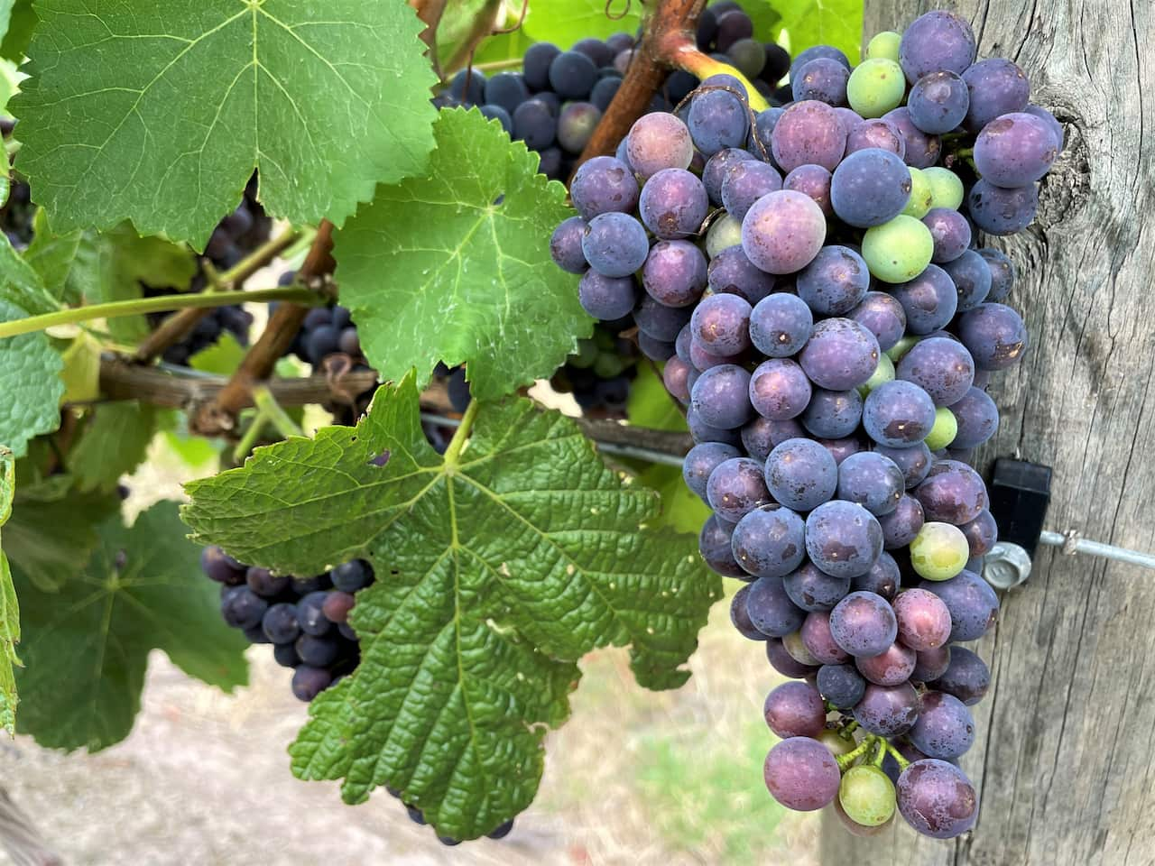 A bunch of ripe purple grapes hanging on a vine.