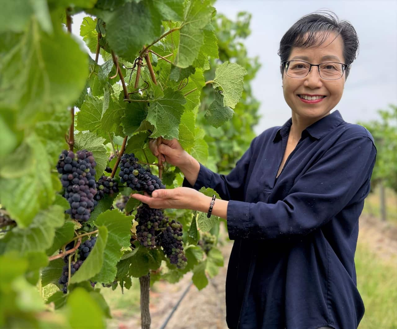 A woman in a blue shirt stands holding a bunch of black grapes on a vine.