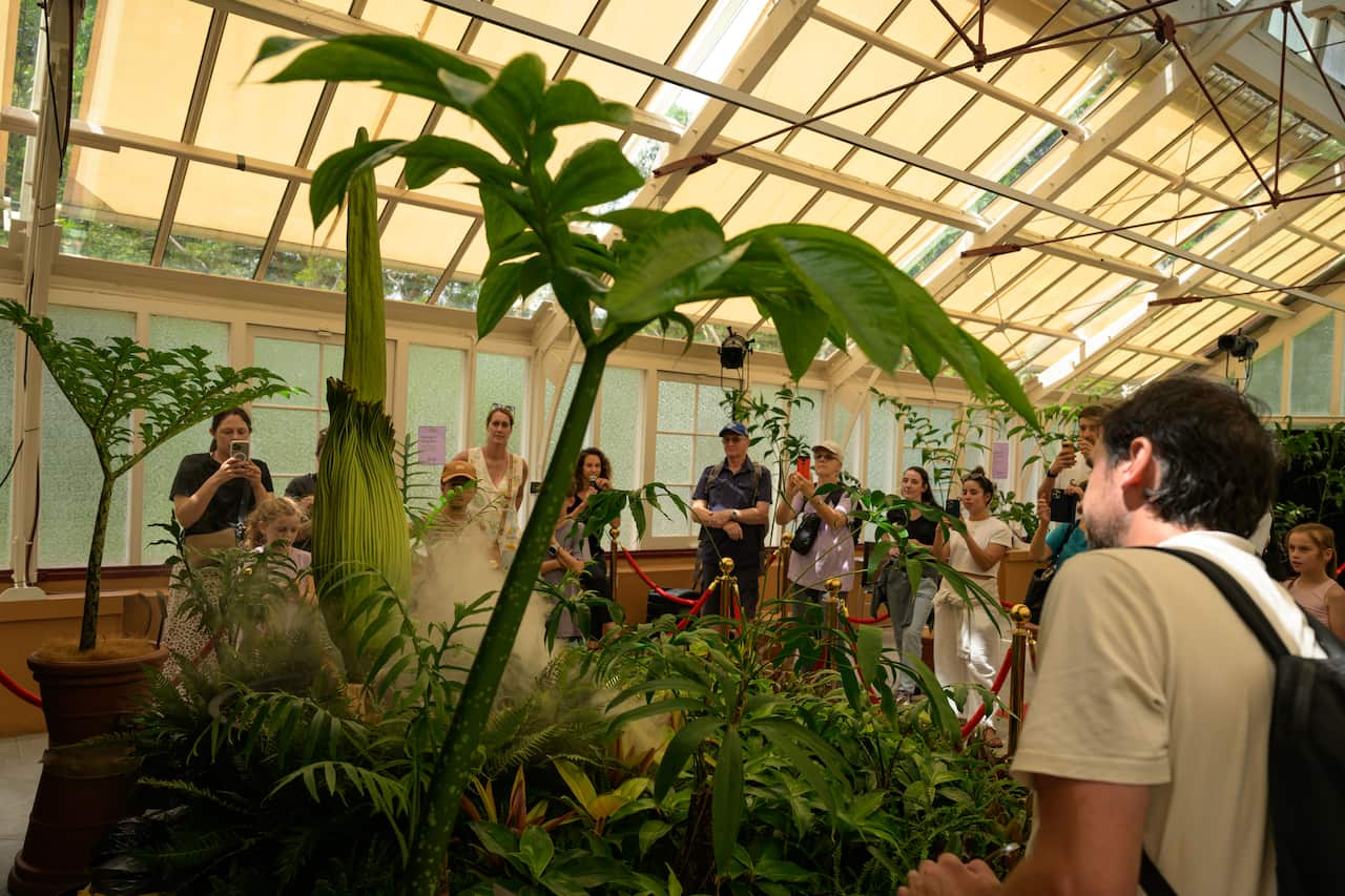 People surround a large flower inside a shed. 