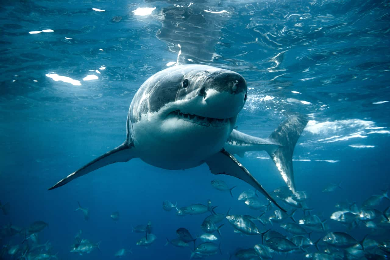 A great white shark swims below the ocean's surface.