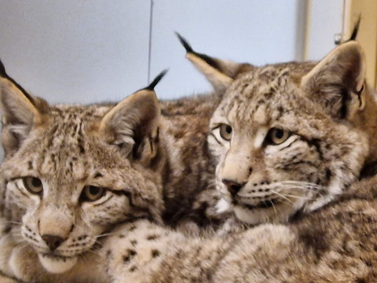 Two cat-like animals with light grey and sandy fur sit next to each other