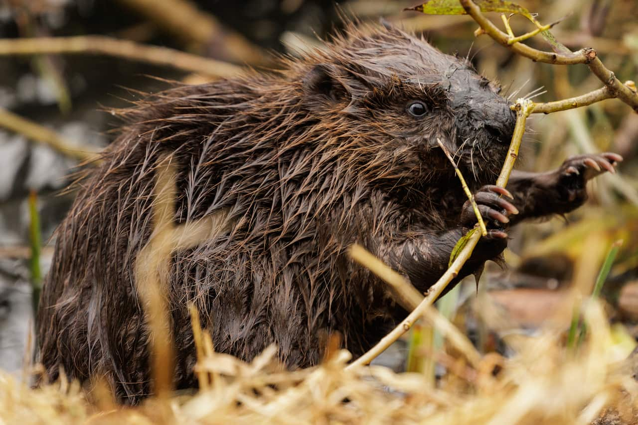 A wet dark-brown small furry animal naws on a stick.