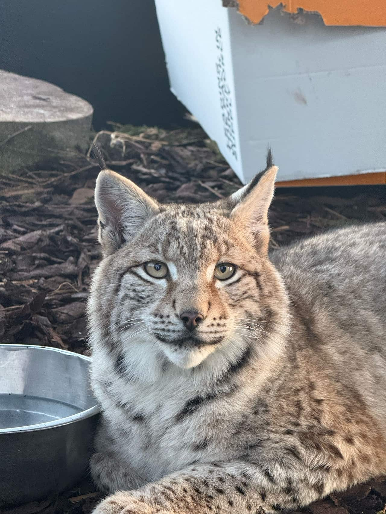 A medium-sized cat-like animal with grey and spotted fur.