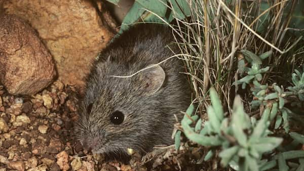 Red list of endangered species now counts 742 Australian species image