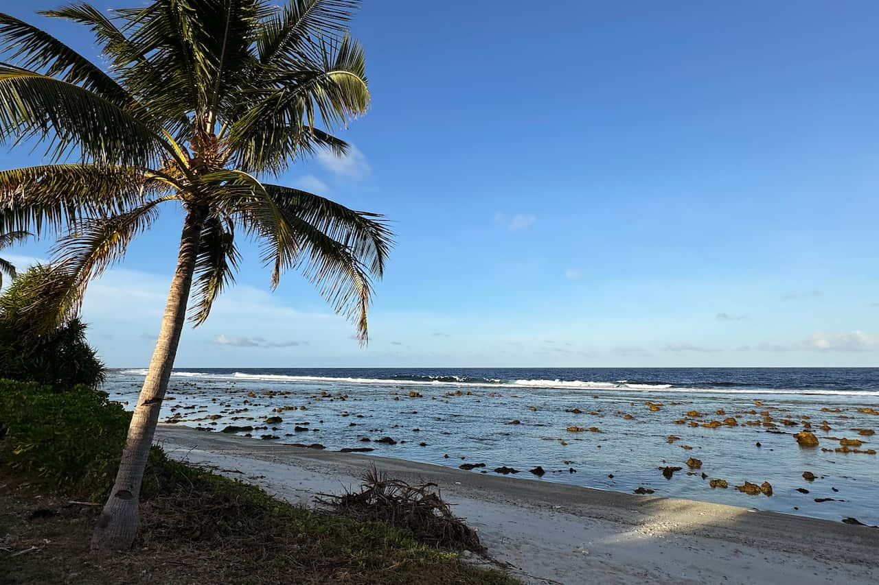 A beach with a palm tree in the foreground